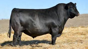 81 CW +28 Doc +12 Scr +.64 Attractive Command son who is backed by 3 generations of low-birth, easy fleshing, feminine females. Lots of maternal bred into this guy.