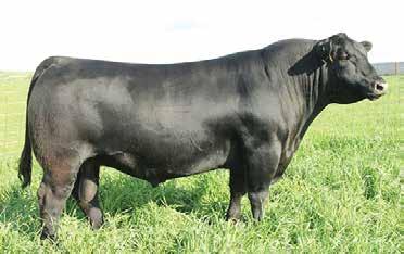 50 *SAV Pursuit 0160 83 Ranks in the top 3% among non-parent Angus bulls for SC EPD, top 4% for EPD, top 10% for CED EPD and CEM EPD, top 20% for Milk EPD and $Wean Value, and top 30% for Doc EPD.
