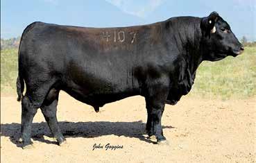 59 68 60 80 Points West Natural 836 Birth Date: 02/14/18 Bull: AAA 19301332 +Rito 707 of Ideal 3407 7075 Freeze Brand: 836 EST. *SAV Blackcap May 4136 CED +8 +1.