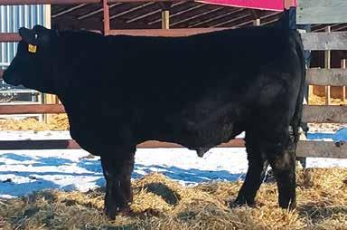 64 #*Mytty In Focus 74 65 #*Mytty In Focus 75 Ranks in the top 1% among non-parent Angus bulls for CED EPD, top 2% for Doc EPD and Milk EPD, top 3% for $Wean Value, top 4% for SC EPD, top 10% for CED