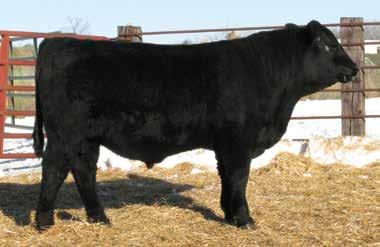 85 101 86 Ranks in the top 2% among non-parent Angus bulls for CED EPD and CEM EPD, top 10% for EPD, top 15% for Milk EPD and $Feedlot Value, top 20% for EPD and Doc EPD, and top 25% for YW EPD.