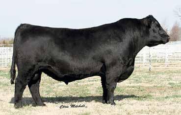 Plattemere Weigh Up K360 and SAV Renown 3439 Grandsons 137 Wilde's 602 Eminent 8110 Birth Date: 03/23/18 Bull: AAA 19290683 Freeze Brand: 8110 *Plattemere Weigh Up K360 #Barbara of Plattemere 337 CED