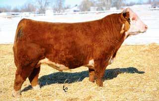 The calves sired by this bull should make some top-notch baldies females and great feeding steers.