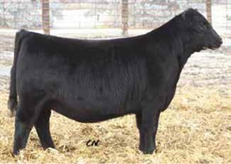 158 Ranks in the top 20% among non-parent Angus heifers for $Wean Value, top 25% for EPD, EPD, CEM EPD, and $Beef Value, and top 30% for YW EPD and $Feedlot Value.