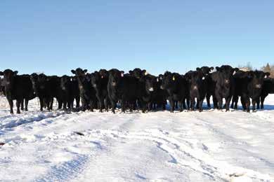Commercial Bred Heifers 184-203 BLUE TAGS We are offering a set of 20 fancy, deep bodied, commercial heifers that are predominantly sired by Laflins Wampum 1305.