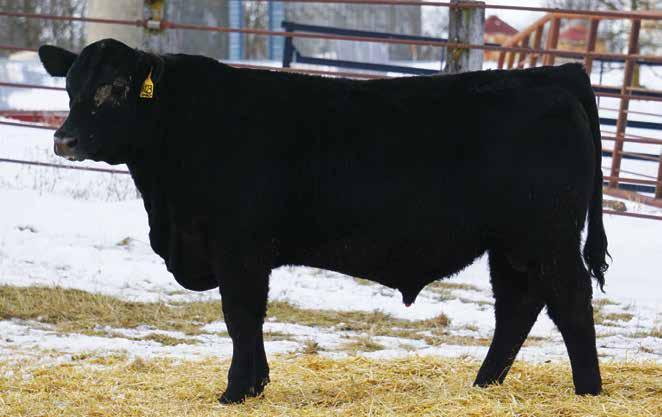 Connealy Conquest Sons 72 4 Wilde's Conquest 6023 Birth Date: 03/01/18 Bull: AAA *19290677 Freeze Brand: 6023 #KMK Alliance 6595 I87 Blinda of Conanga 004 CED +14-1.