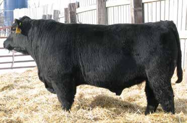 67 7 Connealy Confidence Plus Sons Wilde's Confidence Plus 6119 Birth Date: 02/23/18 Bull: AAA *19323589 Freeze Brand: 6119 Connealy Tobin Becka Gala of Conanga 8281 CED +15 -.