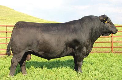 He continues to rank as one of the top sires of progeny registered by the American Angus Association. He has added length and docility that appears to be transferring to his sons and daughters.