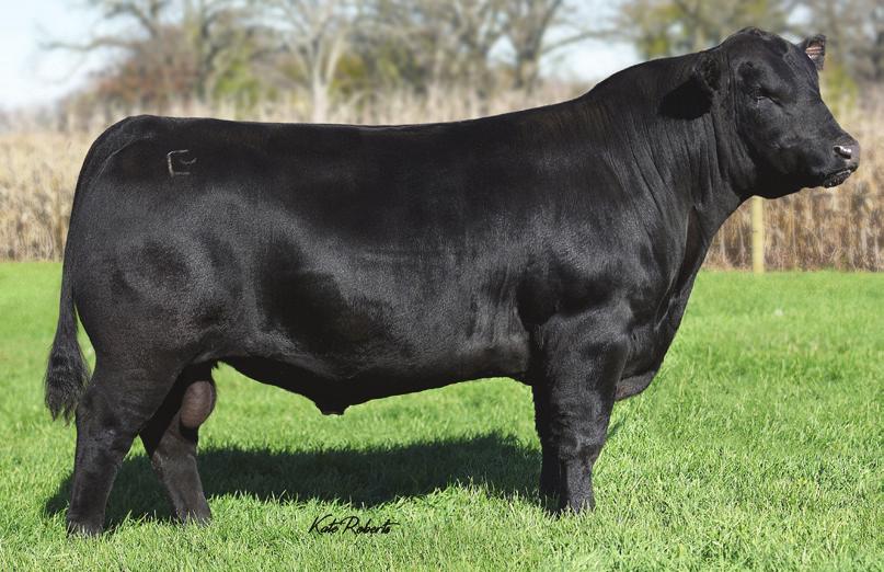 A son, LJ Angus Valley C006, that was returned to us due to an injury has several offspring in the sale and exemplifies our overall belief in this bull.