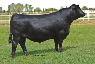 08 +29 +12 +25 +56.41 +89.18 +144 Here s another calving ease bull, Bankroll, that we added for his performance in a moderate frame package. His spread on paper complimented his choice for us.