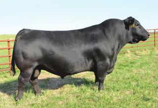 22 +20 +12 +29 +68.65 +101.29 +137.34 We started using Investment three years ago because of his ease of calving with extreme performance.