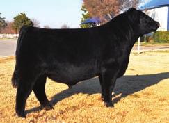 EXAR BLUE CHIP 1877B Born: 8/04/2011 Birth Weight: 86 lbs Weaning Weight: 783 lbs Yearling Weight: 1,337 lbs Certificate: $30 EXG RS First Rate S903 R3 Dameron First Class Dameron Northern Miss 3114