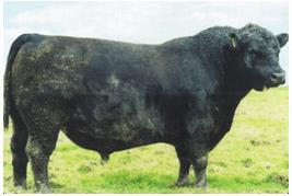 3. He is siring calves that are smaller in frame size. They are wide and deep in their rib area, most of the calves to date are out of bigger framed cows. He is a frame reducer. EPD +3-1.