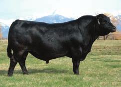 780 is a true heifer bull and can be used with confidence on synchronized projects. 2.