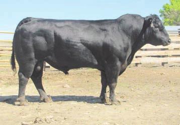 Cole Creek Clova Juanada 67 1. This deep, extra capacity sire is producing a remarkable group of sons and daughters.