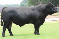 SS EBONYS GRANDMASTER Registration # - 2281133 SIMMENTAL Born: 3/08/2005 Birth Weight: 79 lbs Weaning Weight: 615 lbs Yearling Weight: 1,263 lbs Frame Score: 6.