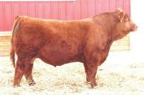 Solo sires the easy keeping kind and will add pay weight to his progeny. Registration # - 2616685 1. He topped the Ellingson Simmental Bull Sale in North Dakota.