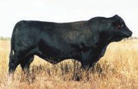 Lodestar is progeny proven and well worth using to produce daughters. Registration # - NPM-1744850 Black-Homozygous Polled (T) 1. Here is a power-house of a bull.