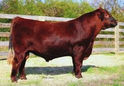 RED KCC PINNACLE 949-109 Registration # - 1486656 Born: 2/9/2011 Birth Weight: 60 lbs Weaning Weight: 725 lbs Yearling Weight: 1,239 lbs Mature Weight: 2,010 lbs Hip Height: 56.