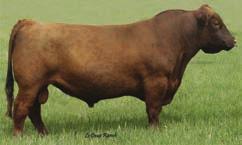 3. One of the thicker made bulls today. TRAIT BW WW YW MILK TM STAY ME CED HPG CETM STAY MB REA FAT EPD -5.2 69 115 27 62 11 11 5 10 7 11 0.83 0.05 0.06 ACC 0.76 0.68 0.67 0.32 0.45 0.65 0.48 0.32 0.4 0.