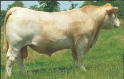 He is a multi trait outlier, ranking in the top 25% of the breed or better for 8 traits. 3. Backed by five generations of great sires.