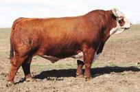 HEREFORD UPS DOMINO 3027 Born: 3/08/2003 Birth Weight: 76 lbs Mature Weight: 2,450 lbs Hip Height: 58 Frame Score: 5.8 Scrotal Cir. 46.