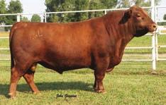 There is internationally cleared semen available for Mexico, South America and Canada at $50.00/dose. Registration # - US: FM 7445 - AUS: 6399 1. Royale is an undefeated Austrailian Champion.