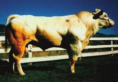 Weight: 2,150 lbs Dam: London Maggie Hip Height: 58 in. Scrotal Cir. 36 Semen: $15 1. Proven calving ease Belgian Blue. Very Fertile. 2. He sire calves that are structurally sound and well muscled.