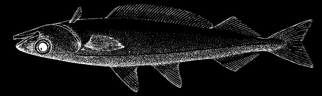 1024 Bony Fishes Gadus morhua Linnaeus, 1758 En - Atlantic cod; Fr - Morue de l Atlantique; Sp - Bacalao del Atlántico.