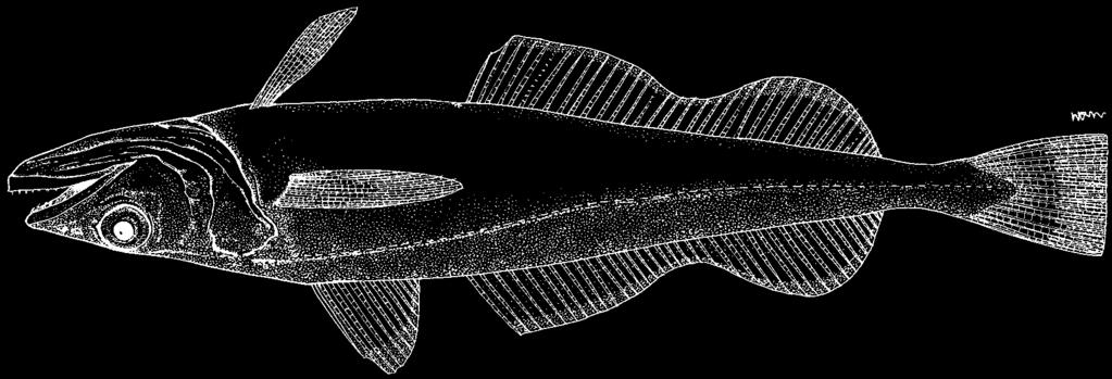 1020 Bony Fishes Merluccius bilinearis (Mitchill, 1814) HKS Frequent synonyms / misidentifications: None / Merluccius merluccius (Linnaeus, 1758), M.