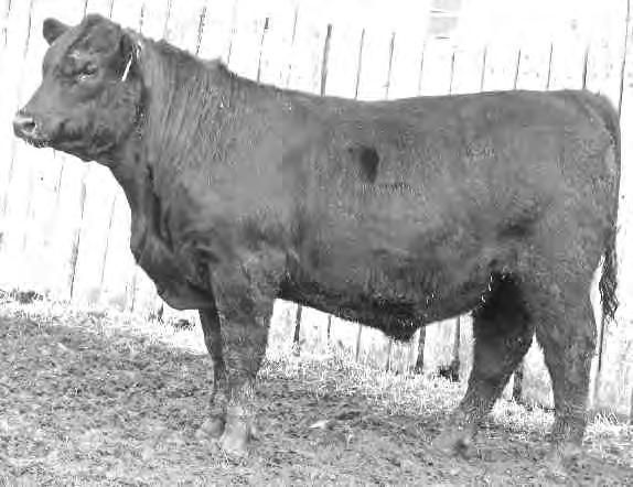 He ranks in the Top 10% for BW, WW, YW, Milk, Carcass & Marbling. His 4 bulls in the sale are some of our best. CUDLOBE WISDOM 5Z UGA 5Z JANUARY 02 2012 #1703078 BW: 80LBS. ADJ 205 DAY WT: 805 LBS.