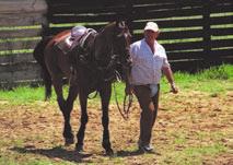 Overall responsibility for polo on the farm lies in the hands of our polo manager, Helgard du Preez,