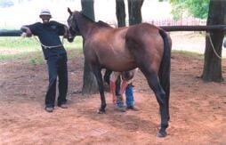 Flippie is well known in South Africa both as a coach and for his ability to choose and make polo