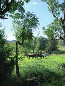 Poloafrica brings you Uitgedacht farm 3 Uitgedacht farm is set in the
