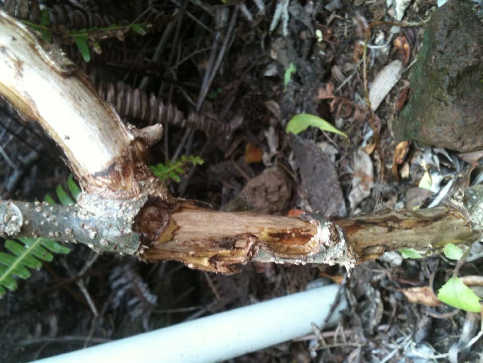 Figure 5. Rat damage on Hesperomannia arborescens at Kapuna/Keawapilau.
