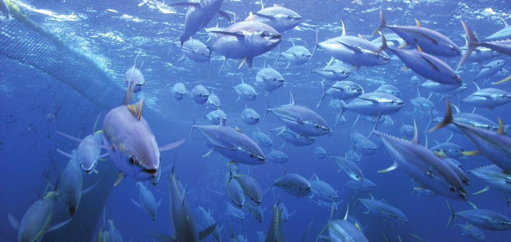 Recommendations Developing the model for the Pacific warm pool to simulate responses of important groups of target and bycatch species to changes in fishing effort and strategies, has led to a number