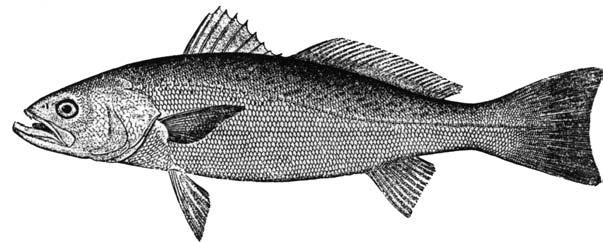 2002 REVIEW OF THE ATLANTIC STATES MARINE FISHERIES COMMISSION FISHERY MANAGEMENT PLAN FOR WEAKFISH (Cynoscion