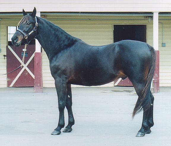before being sidelined by a virus. Rather than returning to the track he was syndicated for stud. His most successful cross has been with Speedy Crown mares.