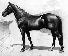 sources. His sire Abdallah is bred 3x4 to Messenger through both his sire and dam. Hambletonianʼs thoroughbred grand dam, One Eye, was inbred 2x2 to Messenger and was reputed to be a speedy trotter.