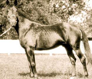 in the country. His golden cross with the mares of Axworthy became legendary. himself as the broodmare sire of Knight Dream, Titan Hanover and Worthy Boy.