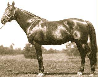 As a broodmare sire Guy Axworthy was again only bettered by Peter the Great with his daughters producing seventy nine Classic Winners.