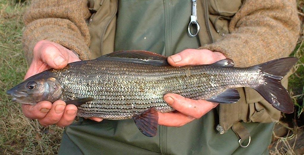 SECTION 3: THE FISHES OF THE TWEED AND THE EYE C.: Grayling Thymallus thymallus Photo C.