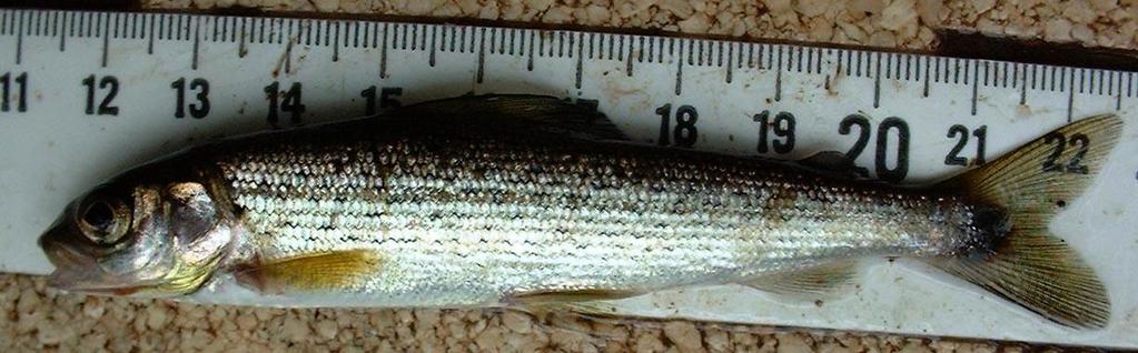 Photo C..2: A Grayling fry from the Leader Water in September. It is already the size of many one year old Trout and Salmon.