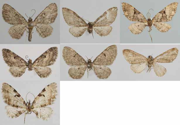 Seven Eupithecia from Korea A B C D E F G Fig. 1. Adults of Eupithecia in Korea. A, E. rufescens; B, E. costiconvexa; C, E. daemionata; D, E. persuastrix; E, E. actaeata; F, E. suboxydata; G, E.