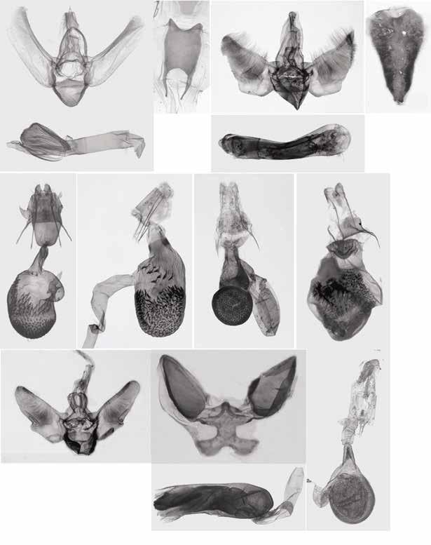 A C D F B E G H I J K L M N Fig. 2. Male and female genitalia of Eupithecia in Korea. A, D, K, Male genital capsule; C, F, L, Male 8th sternite; B, E, M, Aedeagus; G-J, N, Female genitalia. A-C, G, E.