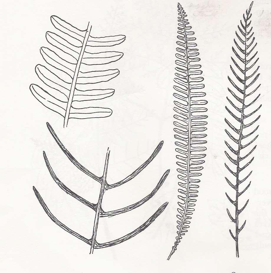 Deer Fern Height: 2 FEET and has two distinctive fronds: fertile and non-fertile The fertile (spore-bearing) fronds are long and narrow, standing erect.