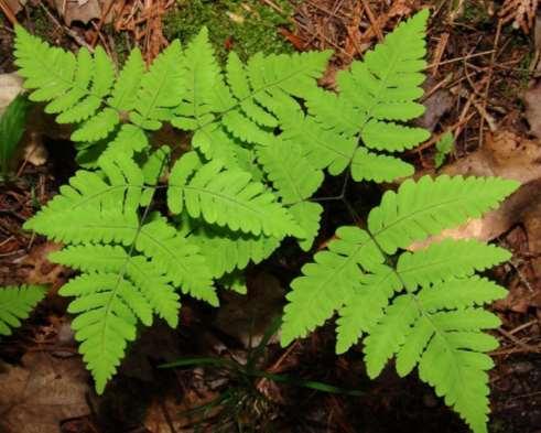 Oak Fern Small delicate fern 12 inches tall Leaves 2-7 long by