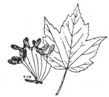 Black Birch Leaves alternate, 3 t 4 inches lng.