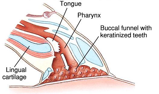 life habit similar to the lancelet BIOL 4340 Lecture 6-11 - oral disc attaches primarily by suction but also with the teeth - lingual cartilage and tongue