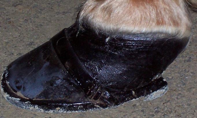 Artificial Extension of the toe length not more than 50% of the natural hoof length HPR Sec. 11.